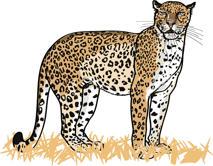 Datei:Wort.Schule - Leopard - db-seeds-word images-Leopard 4c.png