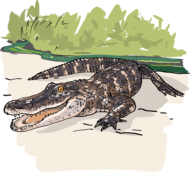 Datei:Wort.Schule - Alligator - db-seeds-word images-Alligator 4c.png