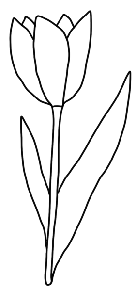 Datei:CA Tulpe sw.png