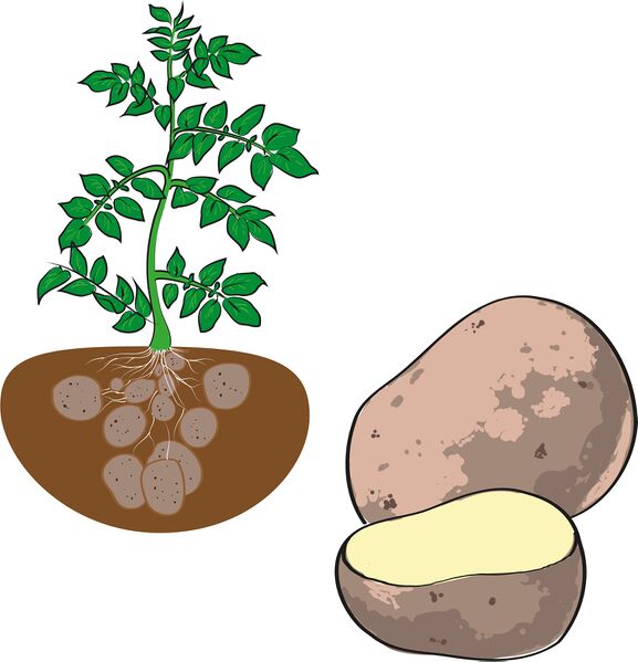 Datei:Wort.Schule - Kartoffel 4c.jpg