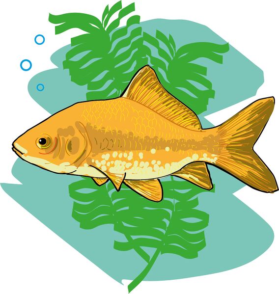 Datei:Wort.Schule - Goldfisch 4c.jpg