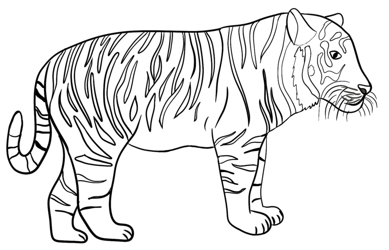 Datei:CA Tiger sw.png
