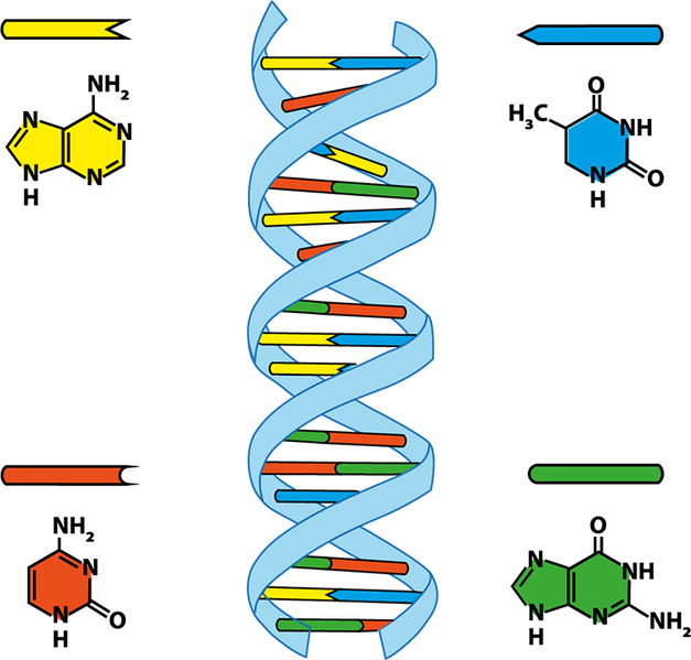 Datei:Wort.Schule - DNA - db-seeds-word images-DNA 4c.png