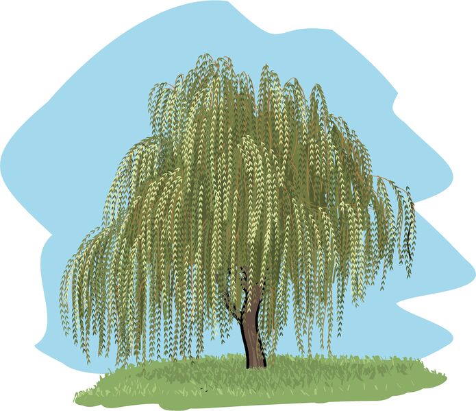 Datei:Wort.Schule - Weide Baum 4c.jpg