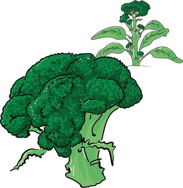 Datei:Wort.Schule - Broccoli 4c.jpg