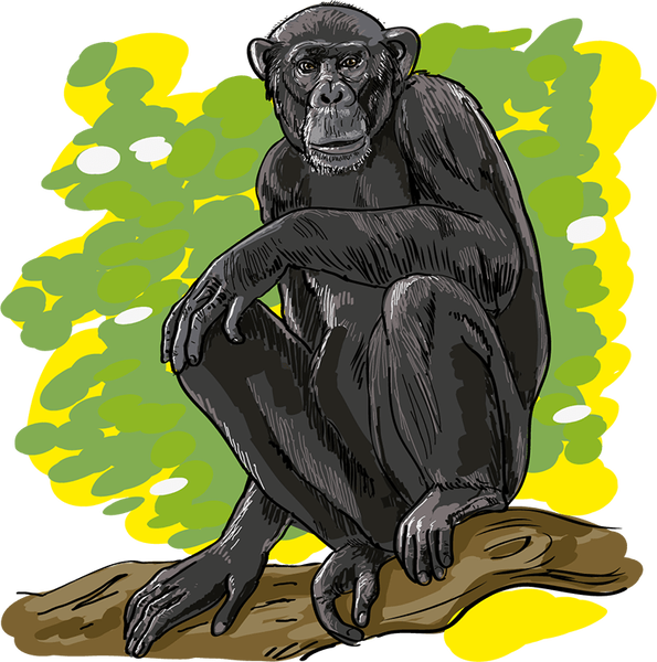Datei:Wort.Schule - Schimpanse - db-seeds-word images-Schimpanse 4c.png